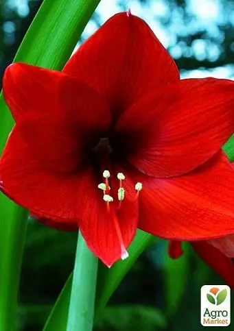 RosaLily