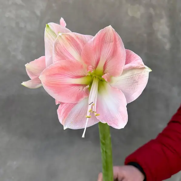 RosaLily